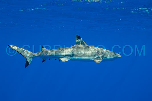 blacktip reef shark swimming in French Polynesia tropical waters over coral reef