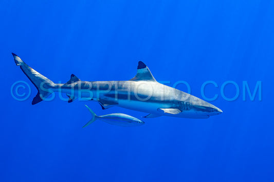 blacktip reef shark swimming in French Polynesia tropical waters over coral reef