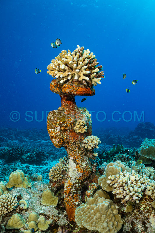 underwater tiki- tratidional statue in Moorea tropical reef- French Polynesia