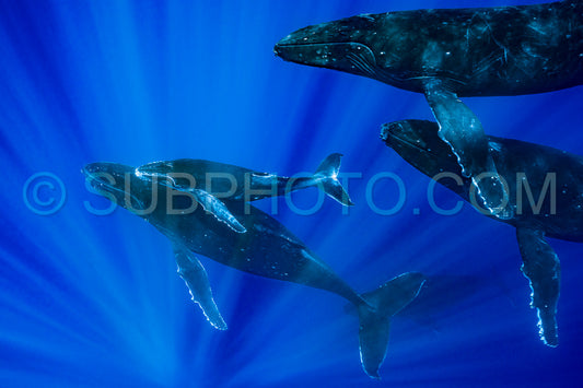 Photo de cinq baleines à bosse, dont une mère et son baleineau, se reposent à l'aube dans les eaux profondes de la polynésie française