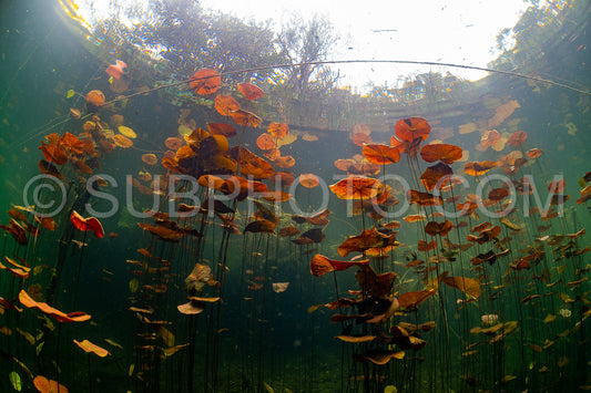 cave diver instructor leading a group of divers in a mexican cenote underwater