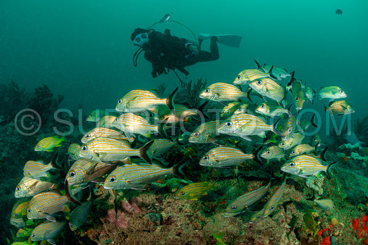 woman scuba diving on Cozumel coral reef in Mexico