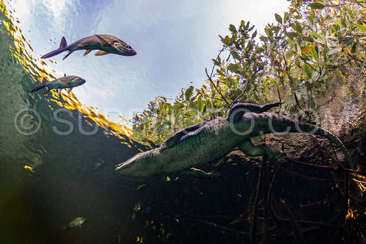 cave diver instructor leading a group of divers in a mexican cenote underwater