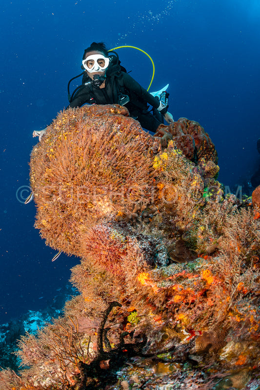 woman scuba diving on Cozumel coral reef in Mexico