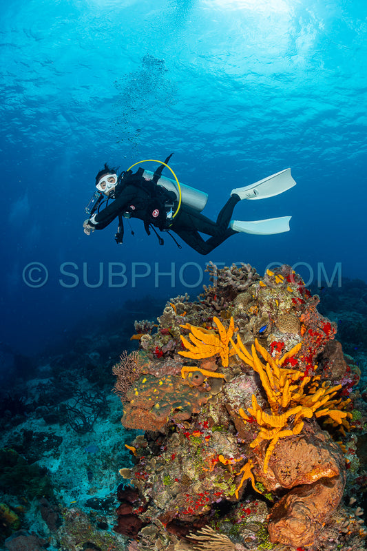 woman scuba diving on Cozumel coral reef in Mexico