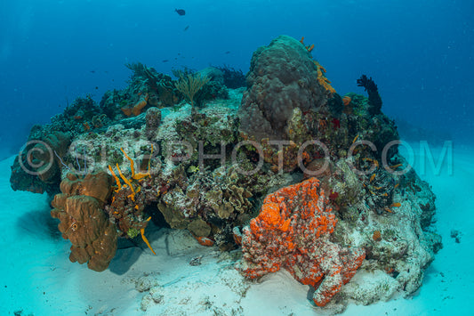 woman scuba diving on Cozumel coral reef in Mexico