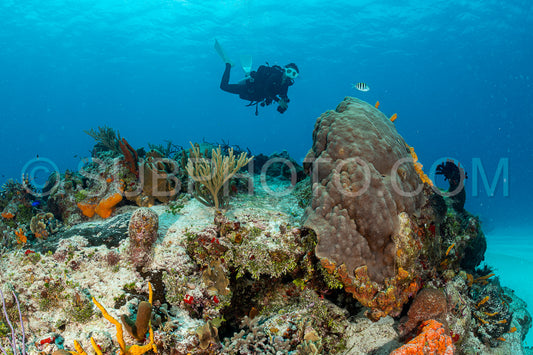 woman scuba diving on Cozumel coral reef in Mexico