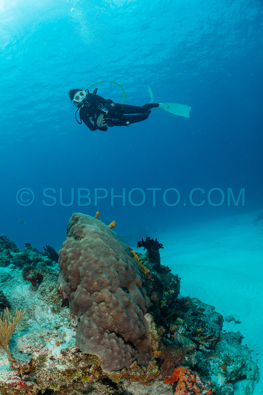 woman scuba diving on Cozumel coral reef in Mexico