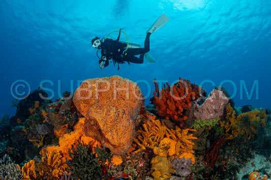 woman scuba diving on Cozumel coral reef in Mexico