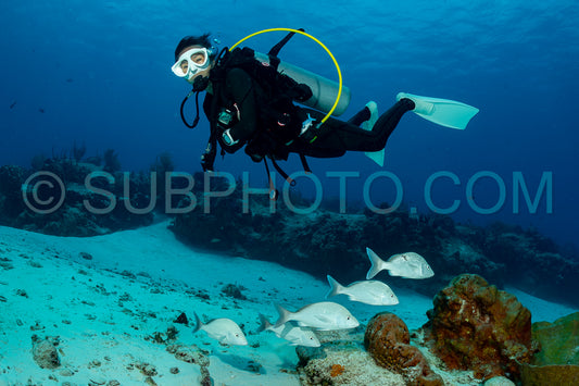 woman scuba diving on Cozumel coral reef in Mexico