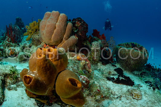 woman scuba diving on Cozumel coral reef in Mexico