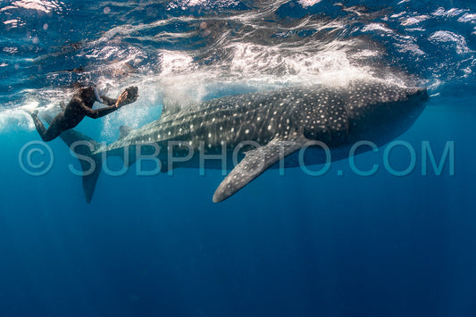 Whale shark and woman diver near Isla Mujeres- Mexico