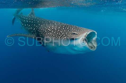 Whale shark and woman diver near Isla Mujeres- Mexico