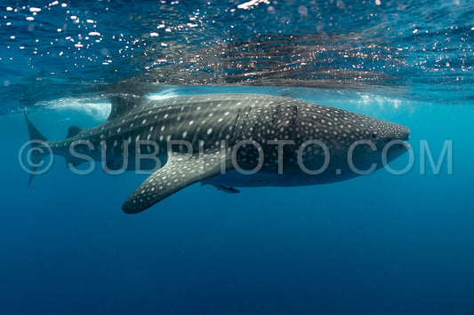 Whale shark and woman diver near Isla Mujeres- Mexico
