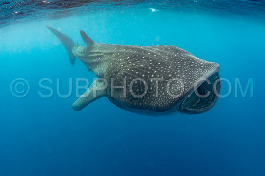 Whale shark and woman diver near Isla Mujeres- Mexico