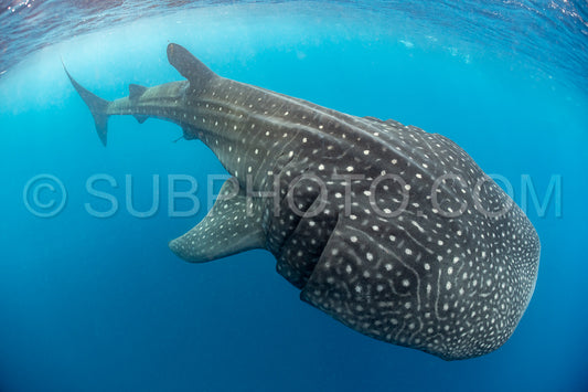 Whale shark and woman diver near Isla Mujeres- Mexico