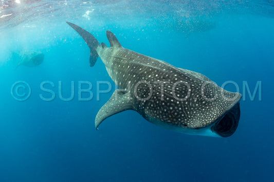 Whale shark and woman diver near Isla Mujeres- Mexico