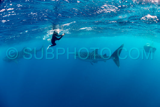 Whale shark and woman diver near Isla Mujeres- Mexico