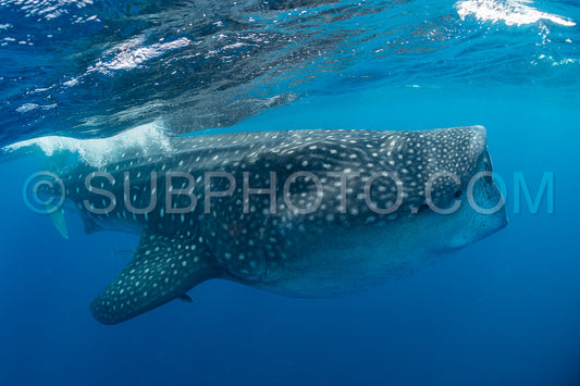 Whale shark and woman diver near Isla Mujeres- Mexico