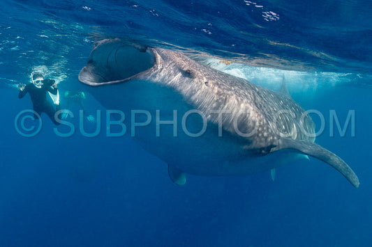 Whale shark and woman diver near Isla Mujeres- Mexico