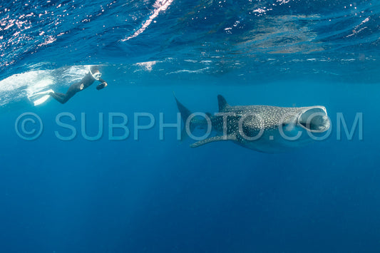Whale shark and woman diver near Isla Mujeres- Mexico
