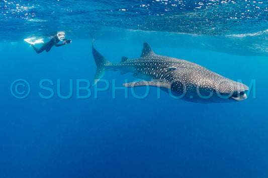 Whale shark and woman diver near Isla Mujeres- Mexico