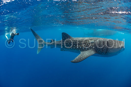 Whale shark and woman diver near Isla Mujeres- Mexico