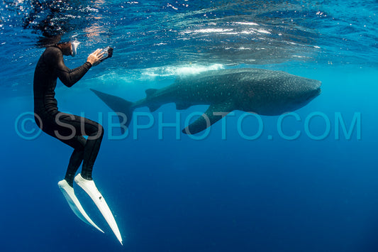 Whale shark and woman diver near Isla Mujeres- Mexico