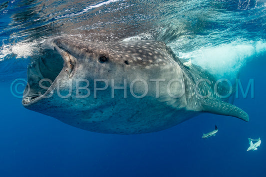 Whale shark and woman diver near Isla Mujeres- Mexico