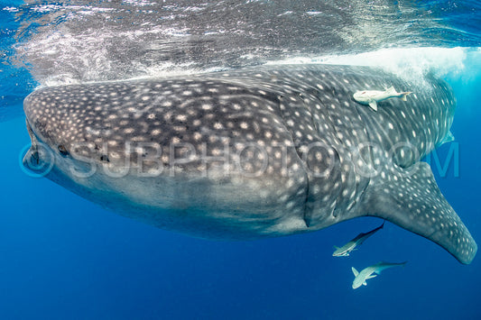 Whale shark and woman diver near Isla Mujeres- Mexico