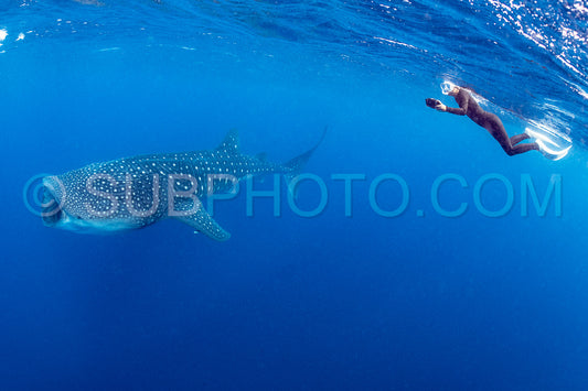 Whale shark and woman diver near Isla Mujeres- Mexico