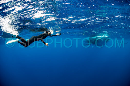 Whale shark and woman diver near Isla Mujeres- Mexico