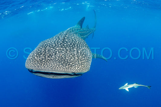 Whale shark and woman diver near Isla Mujeres- Mexico
