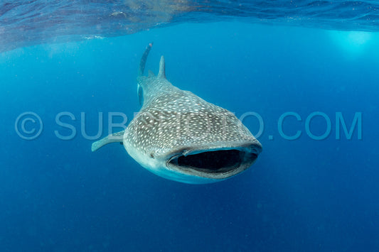 Whale shark and woman diver near Isla Mujeres- Mexico