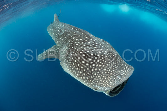 Whale shark and woman diver near Isla Mujeres- Mexico