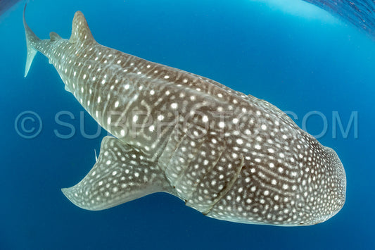 Whale shark and woman diver near Isla Mujeres- Mexico