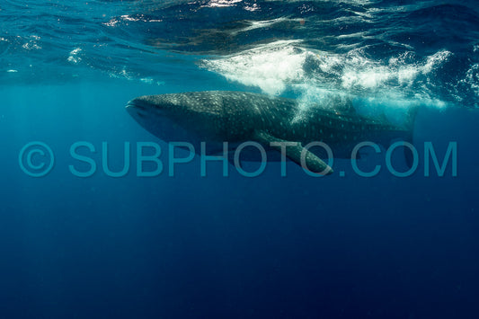 Whale shark and woman diver near Isla Mujeres- Mexico