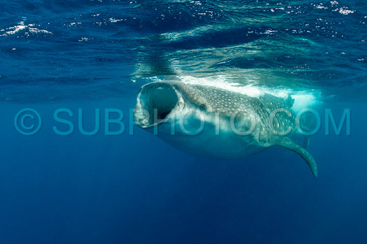 Whale shark and woman diver near Isla Mujeres- Mexico