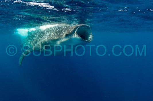 Whale shark and woman diver near Isla Mujeres- Mexico