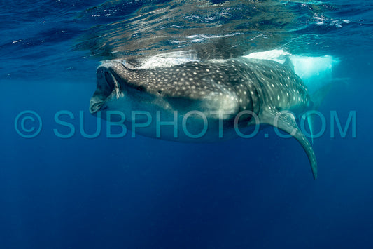 Whale shark and woman diver near Isla Mujeres- Mexico