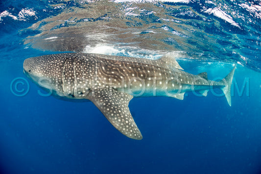 Whale shark and woman diver near Isla Mujeres- Mexico