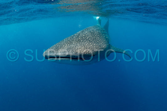 Whale shark and woman diver near Isla Mujeres- Mexico