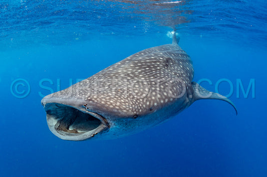 Whale shark and woman diver near Isla Mujeres- Mexico