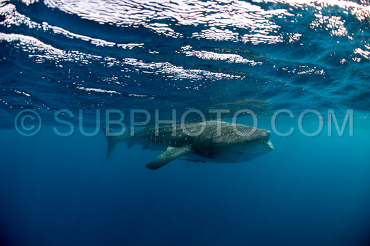 Whale shark and woman diver near Isla Mujeres- Mexico