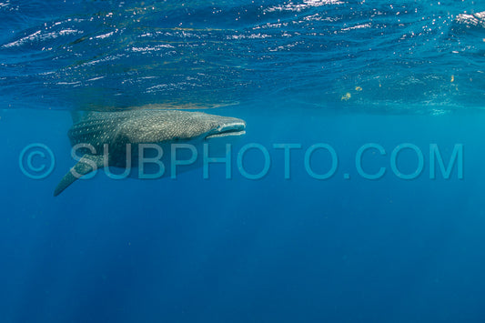 Whale shark and woman diver near Isla Mujeres- Mexico