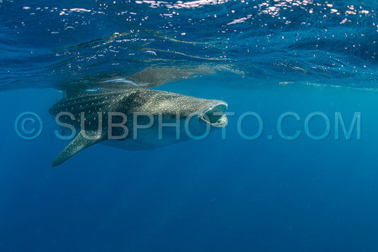 Whale shark and woman diver near Isla Mujeres- Mexico