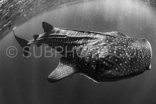 Whale shark and woman diver near Isla Mujeres- Mexico