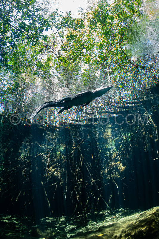 cave diver instructor leading a group of divers in a mexican cenote underwater