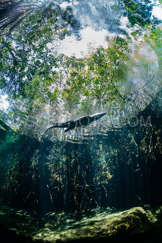 cave diver instructor leading a group of divers in a mexican cenote underwater