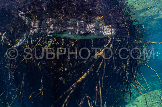 cave diver instructor leading a group of divers in a mexican cenote underwater